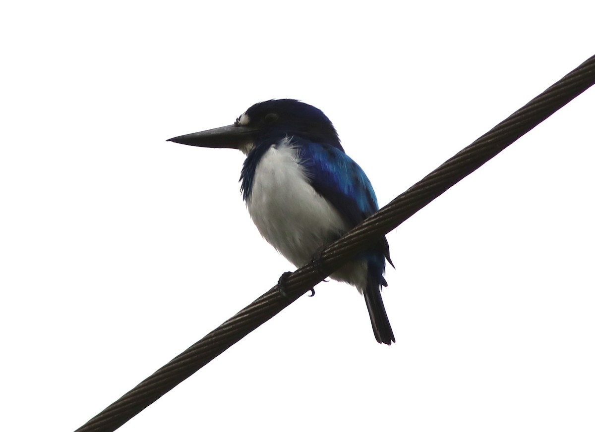 Blue-and-white Kingfisher - ML71087321