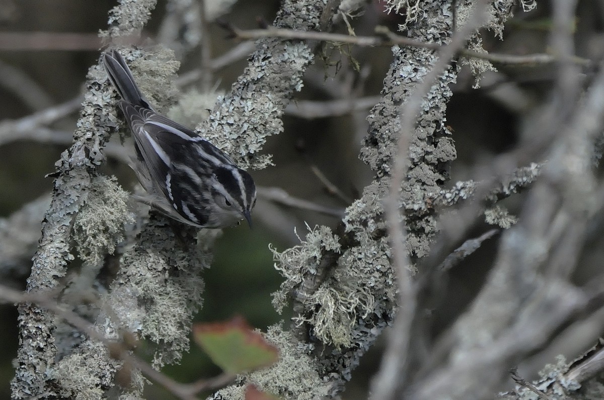 Black-and-white Warbler - Rick Beaudon