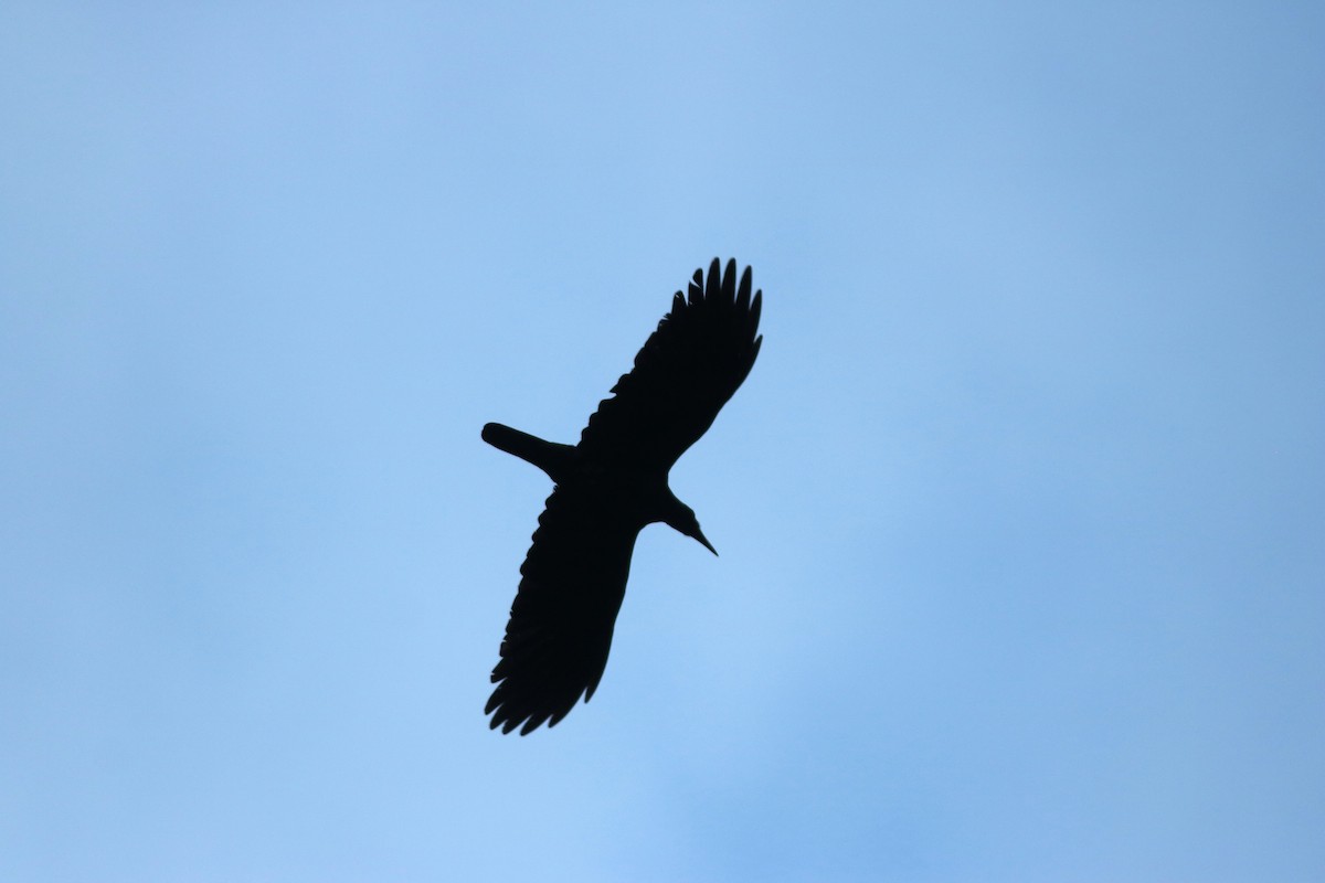 Long-billed Crow - John Drummond