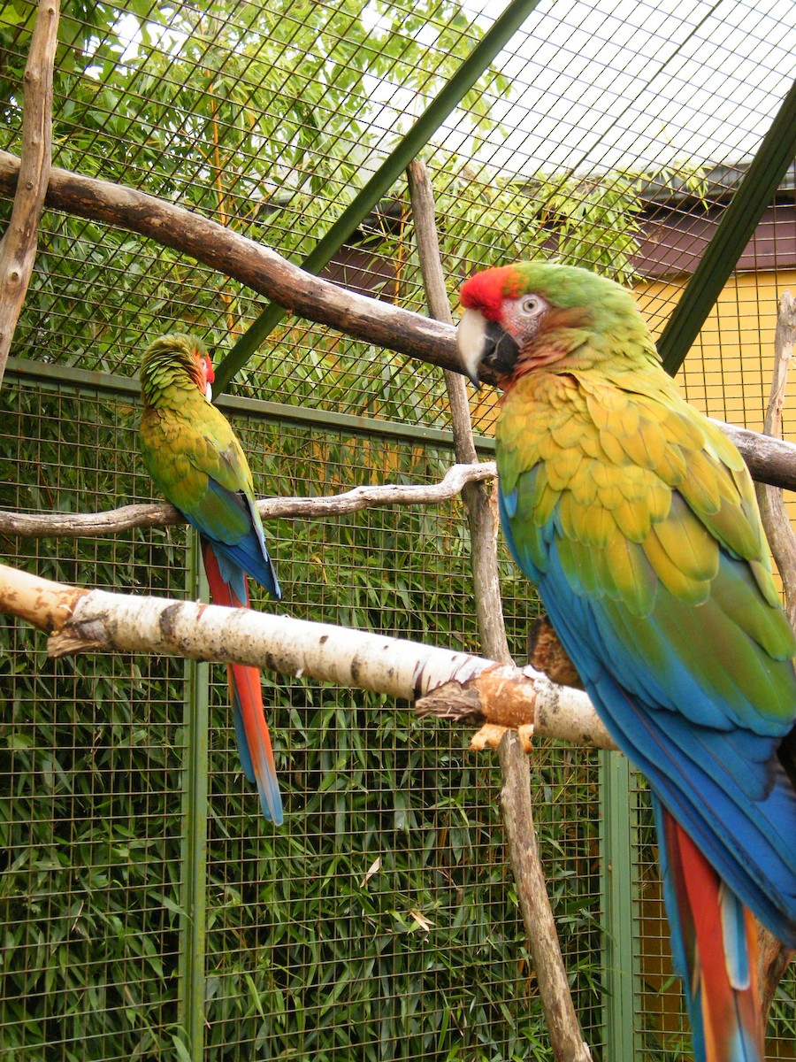 large macaw sp. - Nico Rosseel