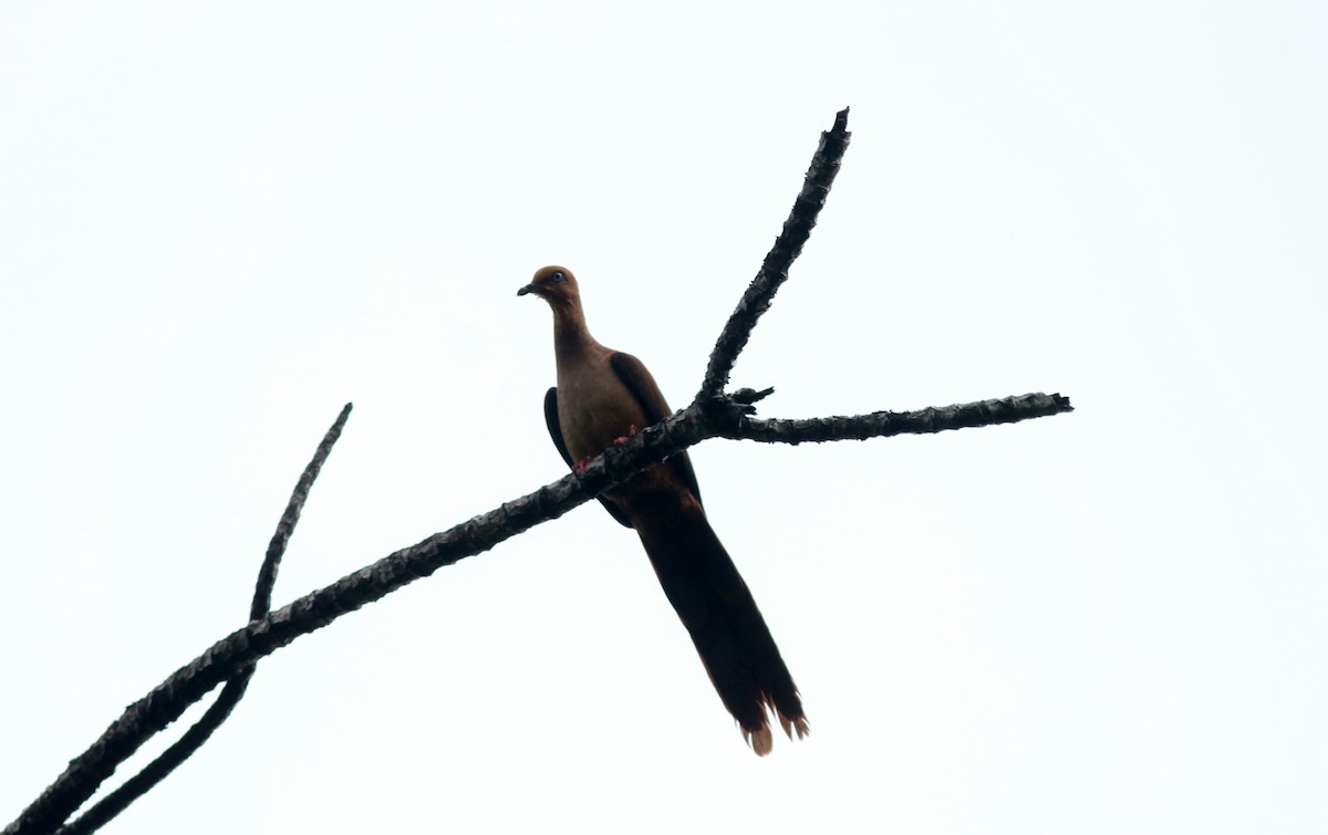 Sultan's Cuckoo-Dove - ML71090181