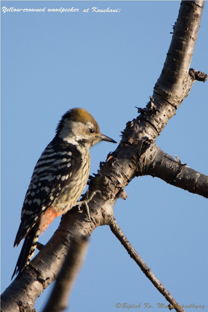 Yellow-crowned Woodpecker - Biplab kumar Mukhopadhyay