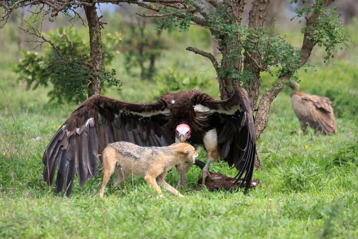Lappet-faced Vulture - Guenther  Karmann