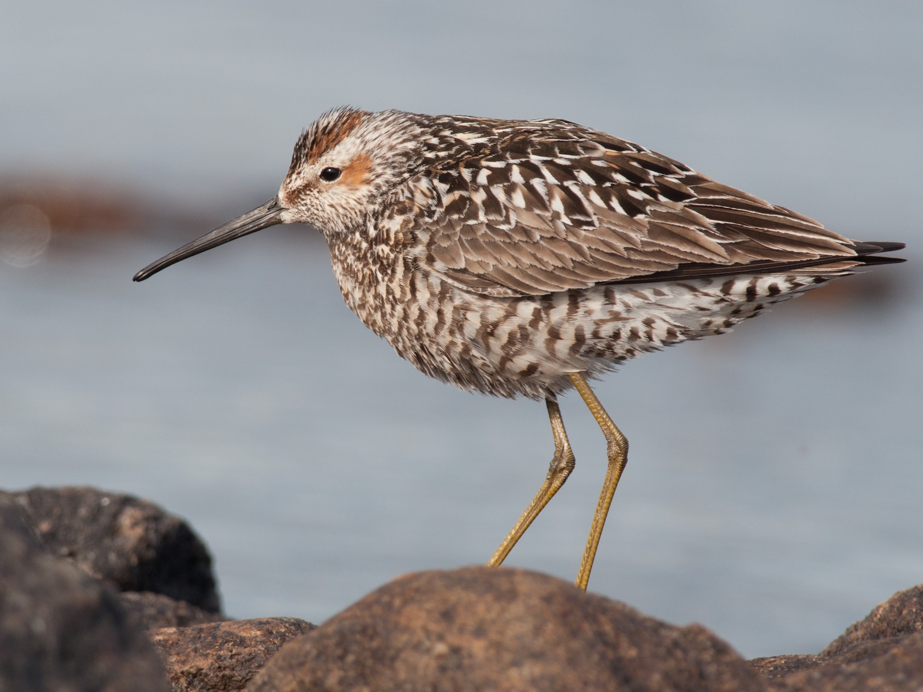 Stilt Sandpiper - Amanda Guercio