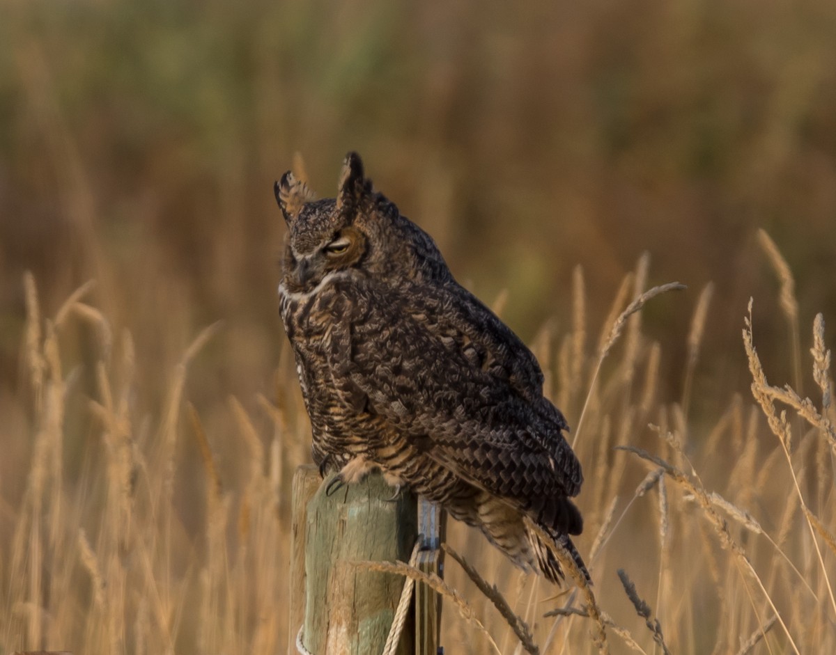 Great Horned Owl - ML71090981