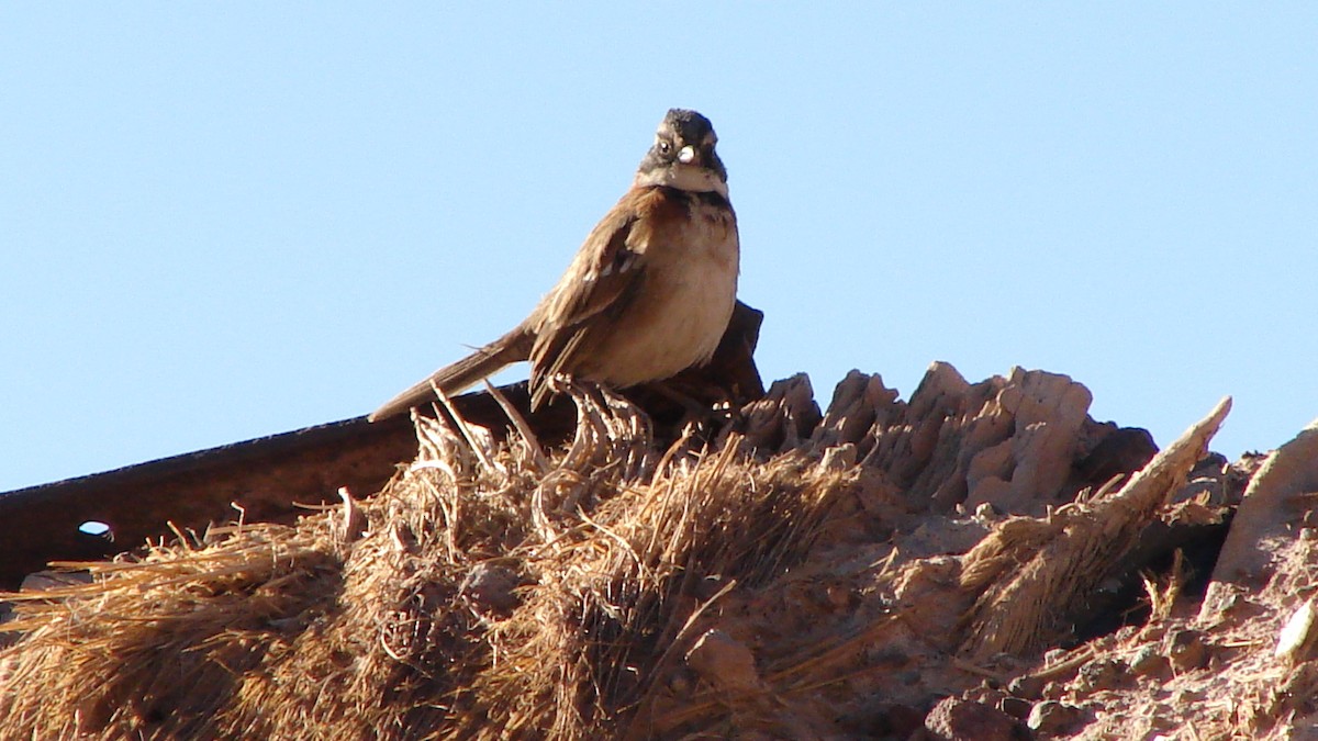Rufous-collared Sparrow - ML71092061