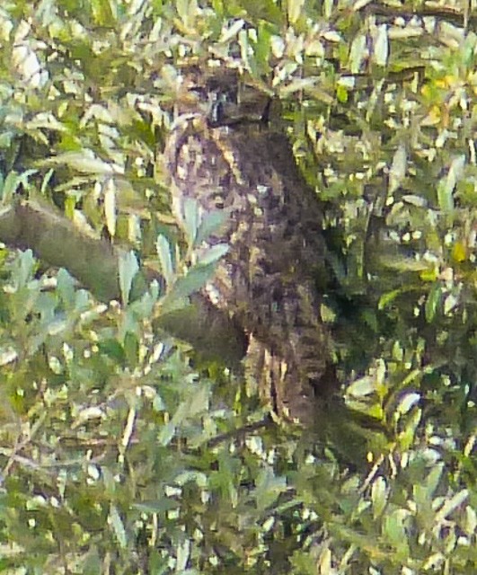 Great Horned Owl - ML71092371