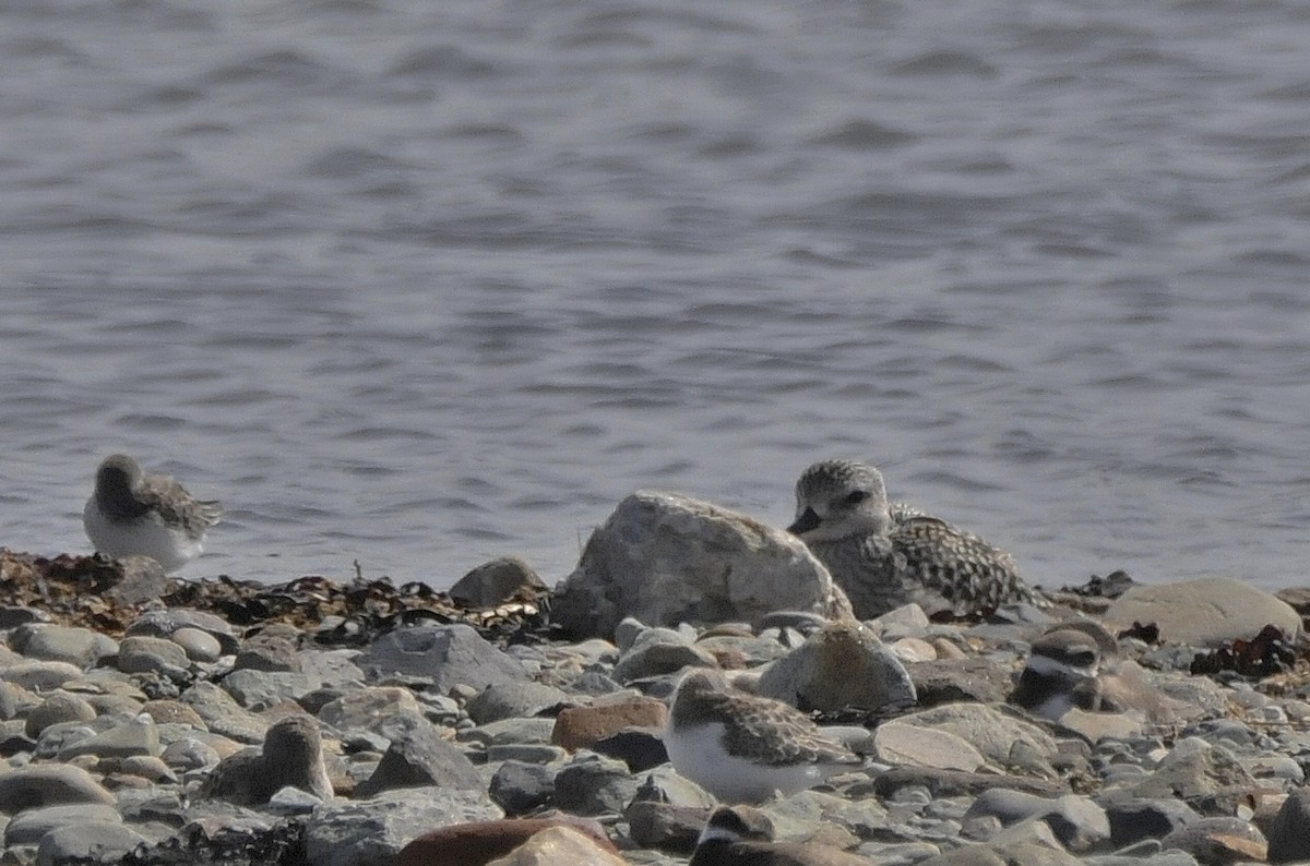 Black-bellied Plover - Rick Beaudon