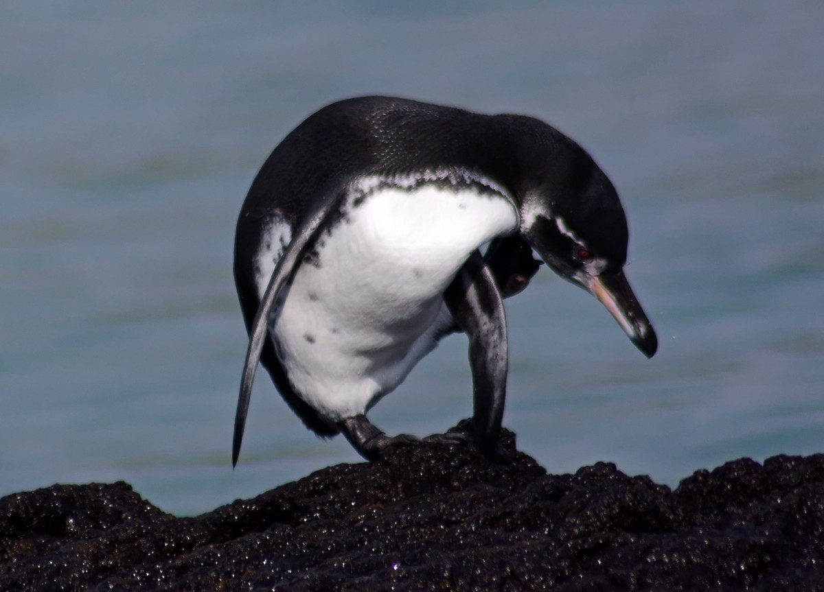 Galapagos Penguin - Mike Ross