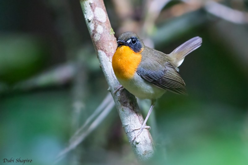 Orange-breasted Forest Robin - Dubi Shapiro