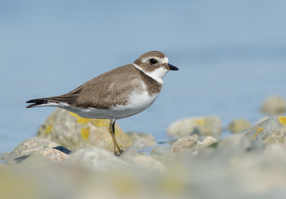Semipalmated Plover - ML71093511