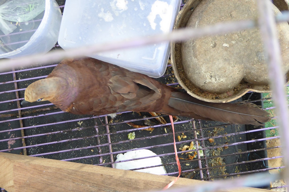 Sultan's Cuckoo-Dove (Sulawesi) - Anonymous