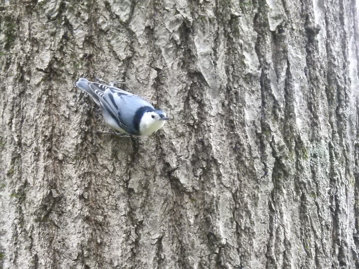White-breasted Nuthatch - Shawn Taylor