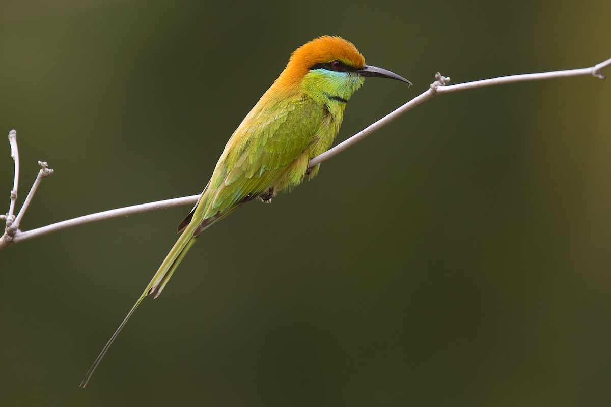 Asian Green Bee-eater - ML710958