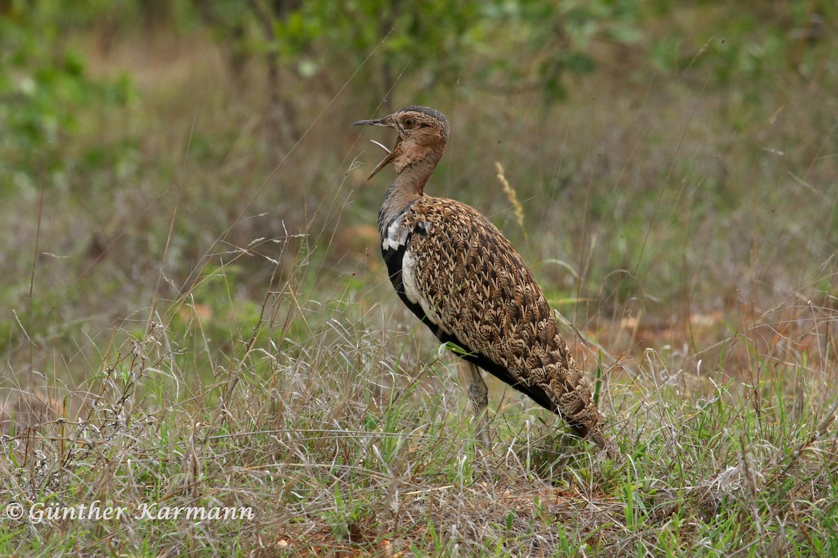 Red-crested Bustard - Guenther  Karmann