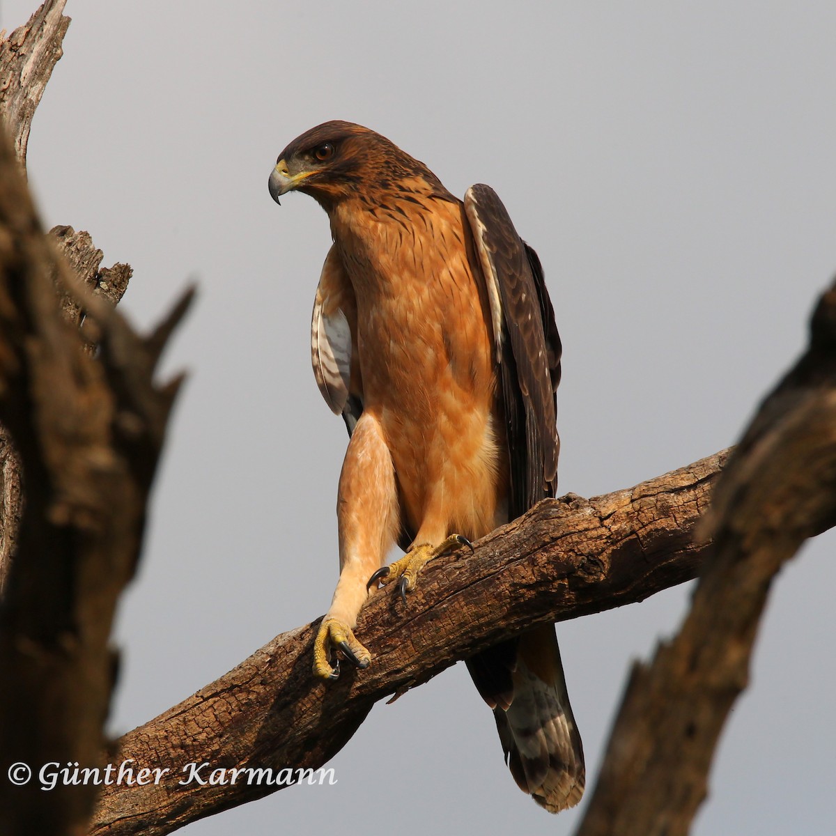 African Hawk-Eagle - Guenther  Karmann