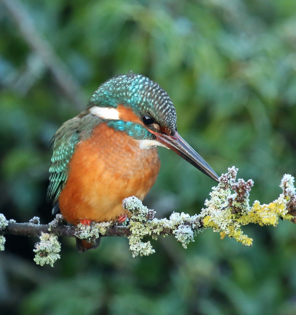 Common Kingfisher - Alan Gallagher