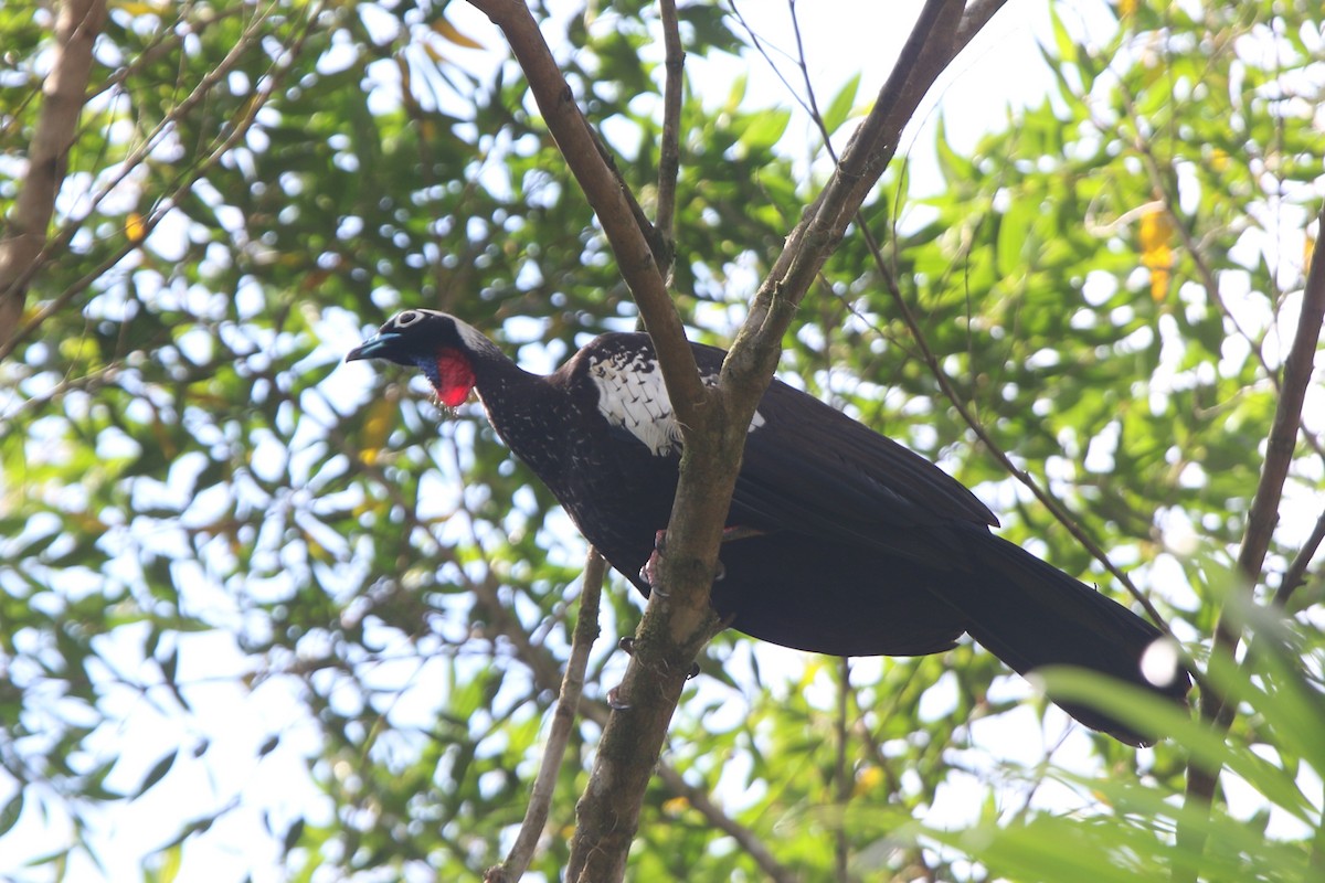 Black-fronted Piping-Guan - Ian Thompson