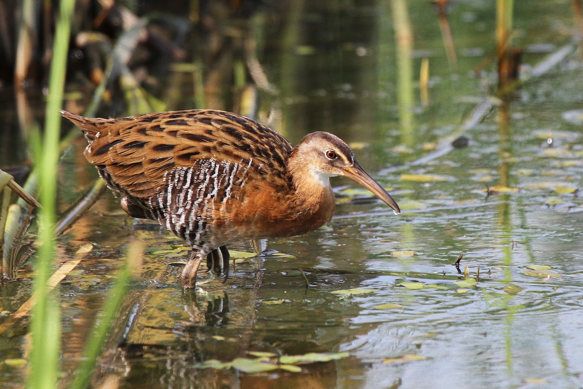 Ebird Checklist - 7 Aug 2011 - Glacier Ridge Metro Park--honda Wetlands 