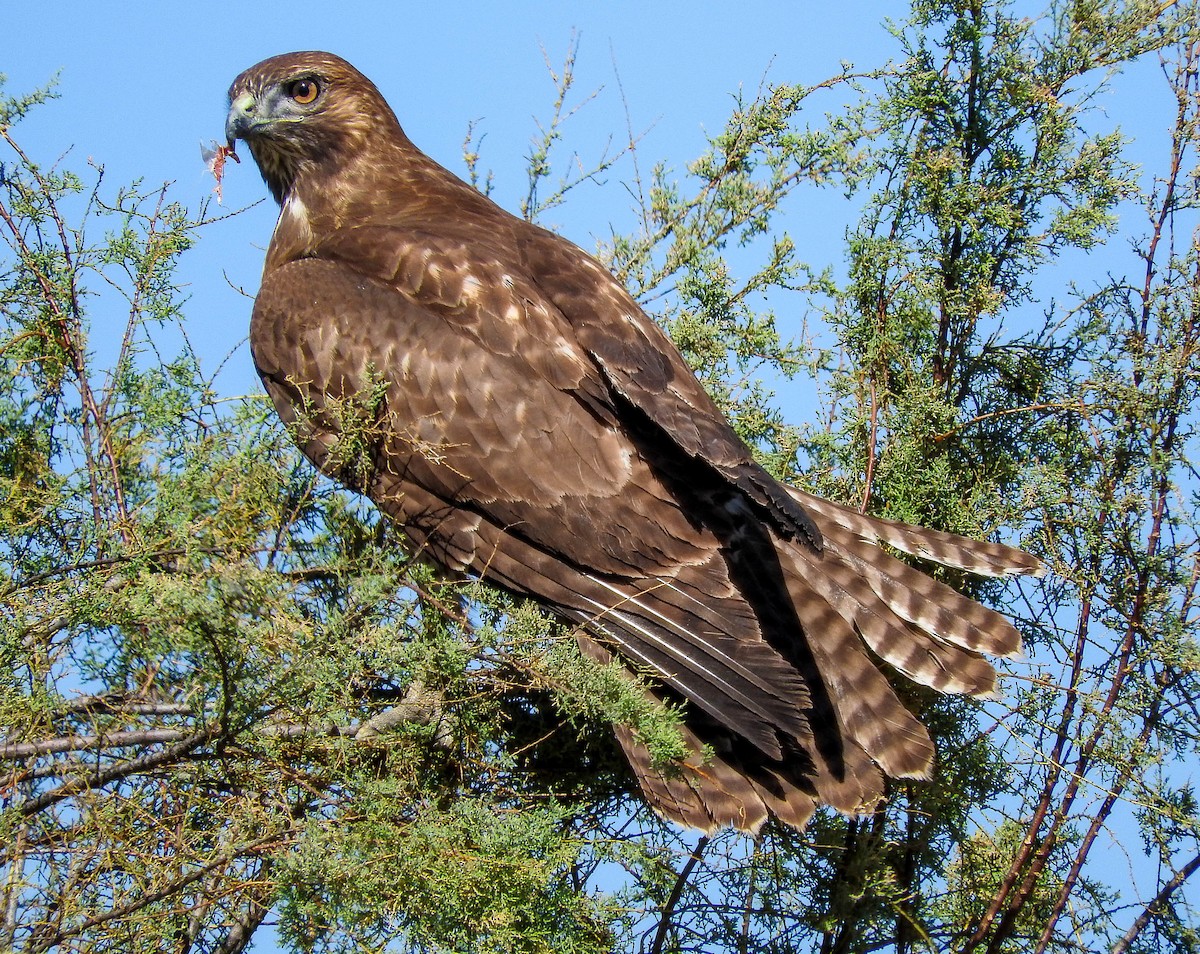 Red-tailed Hawk - Charity Hagen