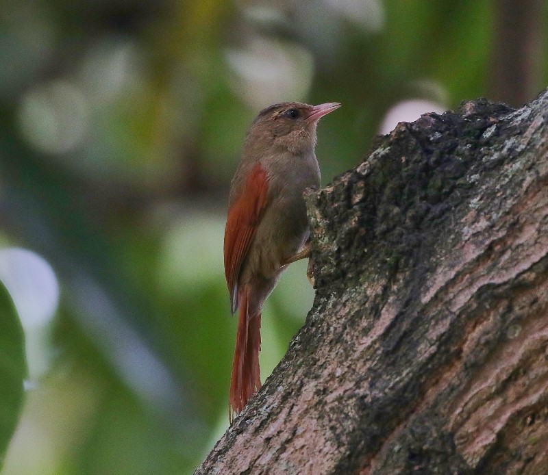 Crested Spinetail - ML710997