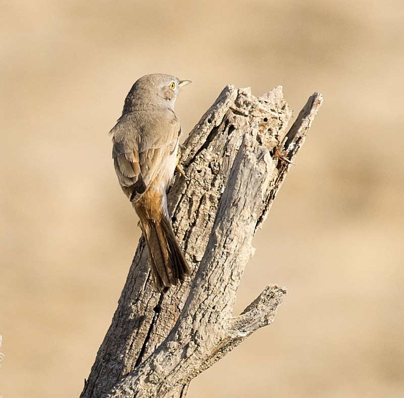 Asian Desert Warbler - jaysukh parekh Suman