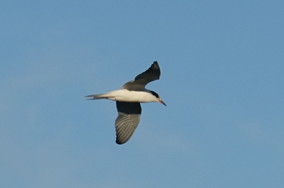 Common Tern - Greg Cross