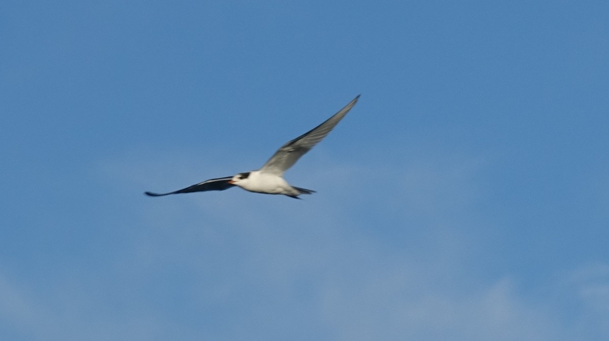 Common Tern - ML71100811