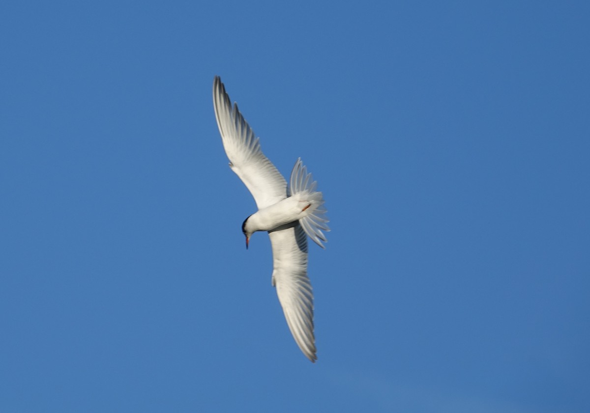 Common Tern - Greg Cross