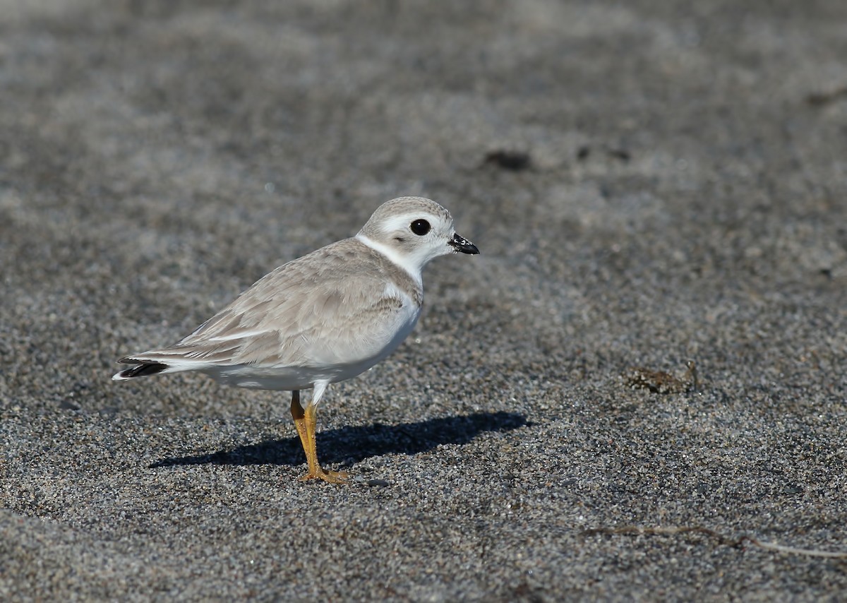 Piping Plover - ML71102011