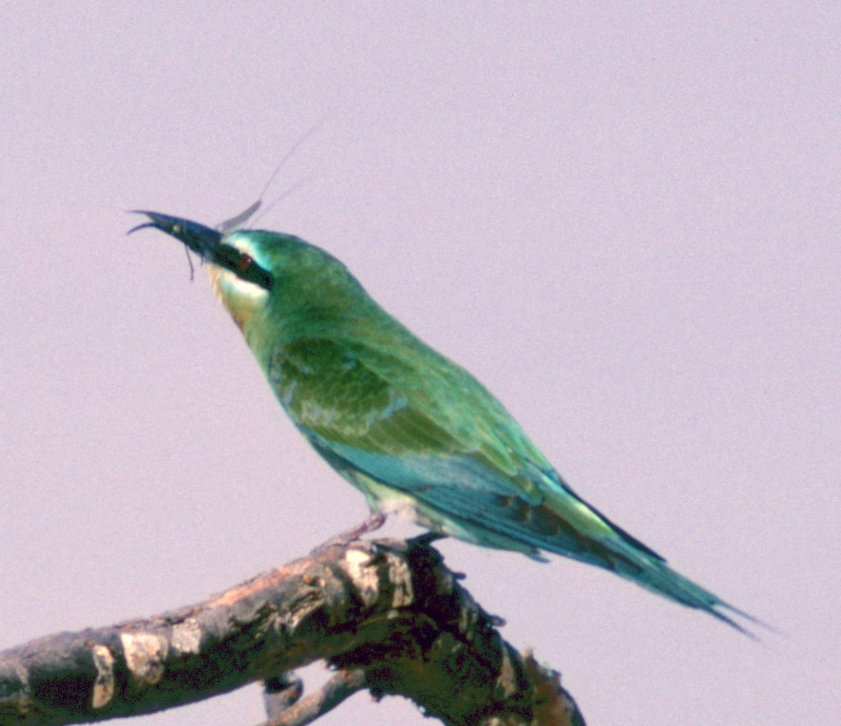 Blue-cheeked Bee-eater - Cliff Peterson