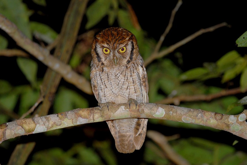 Tropical Screech-Owl - Roger Ahlman