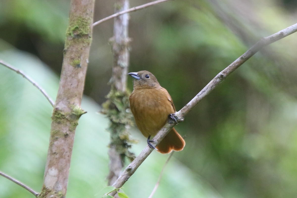 Ruby-crowned Tanager - ML71105651