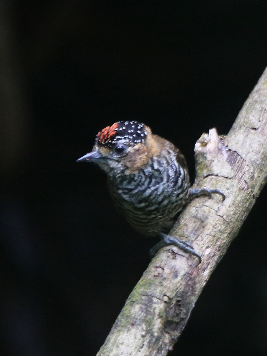 Ochre-collared Piculet - ML71109131