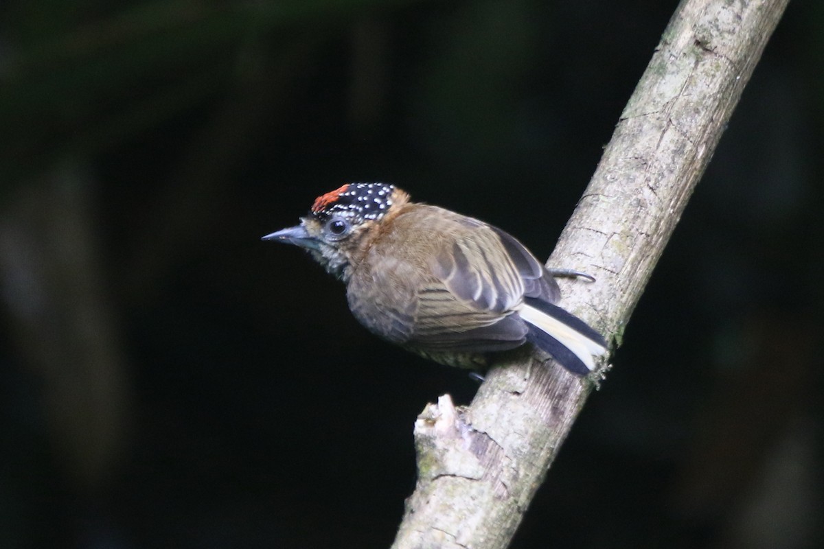 Ochre-collared Piculet - ML71109181
