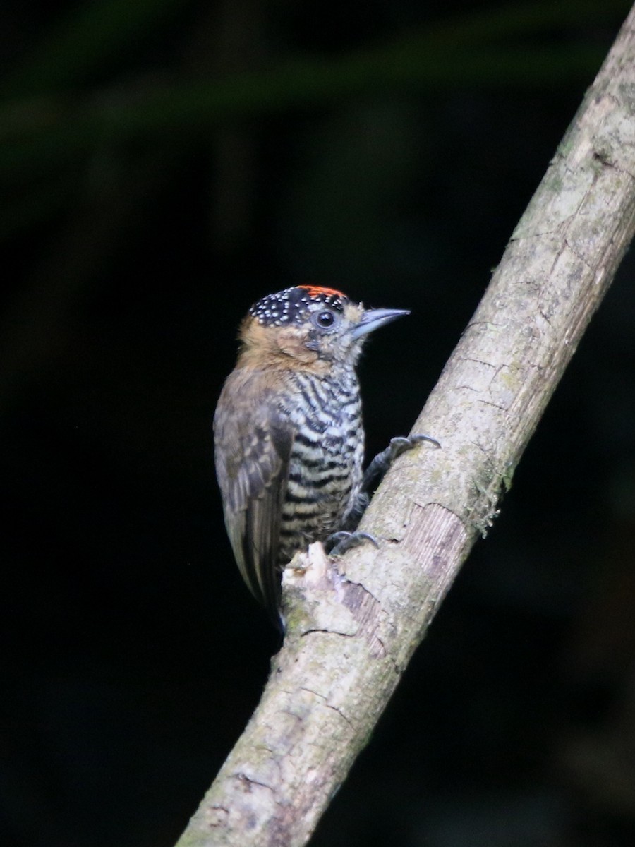 Ochre-collared Piculet - ML71109191