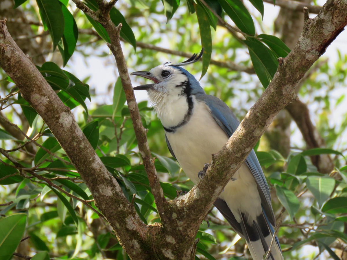 White-throated Magpie-Jay - ML711097