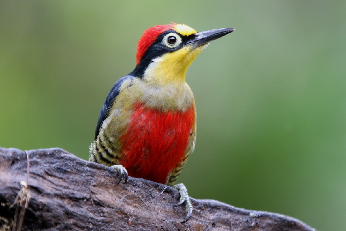 Yellow-fronted Woodpecker - ML71110341