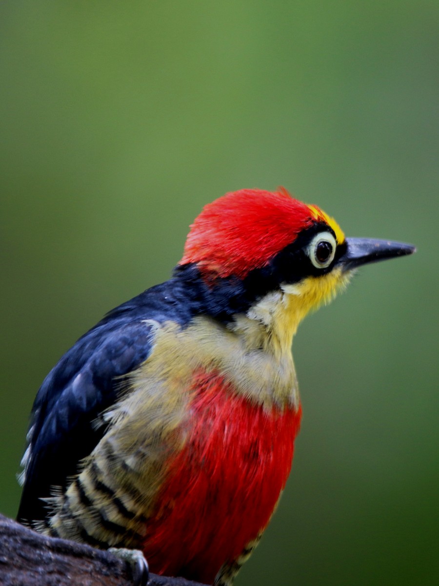 Yellow-fronted Woodpecker - ML71110491