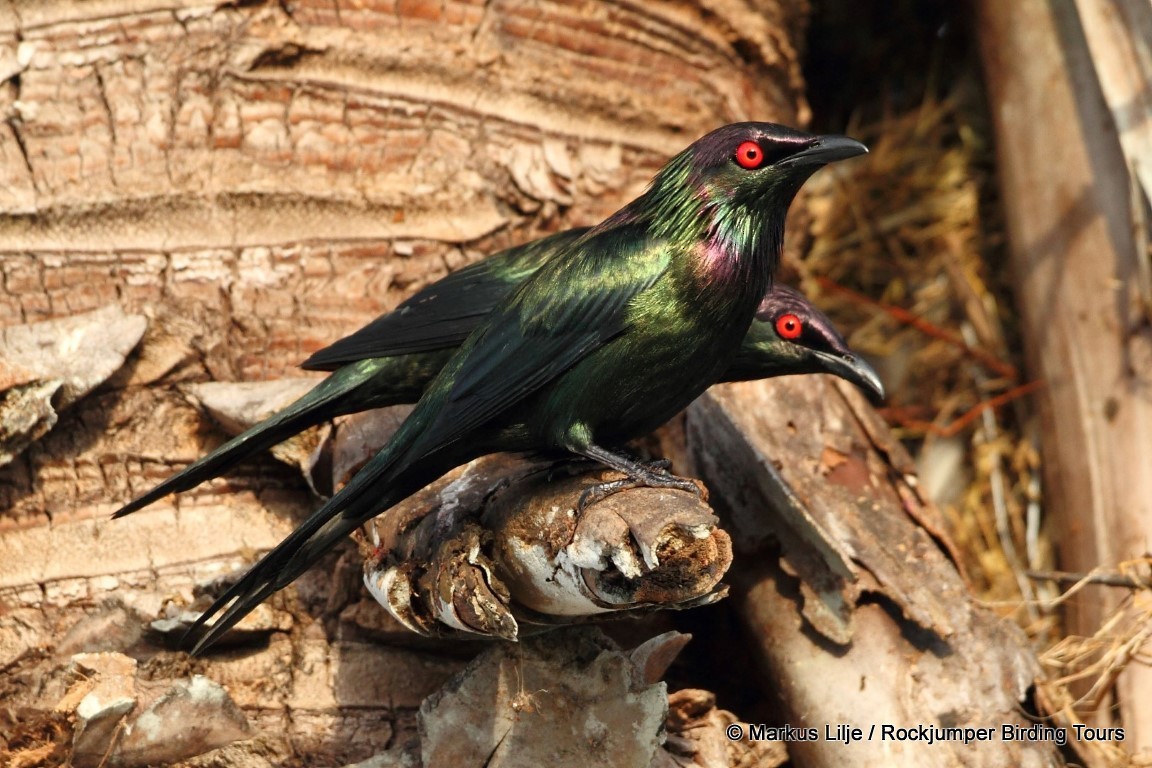 オナガテリカラスモドキ Metallica グループ Ebird