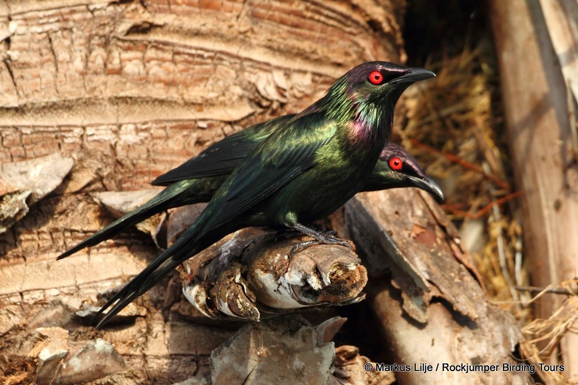 Metallic Starling (Metallic) - Markus Lilje