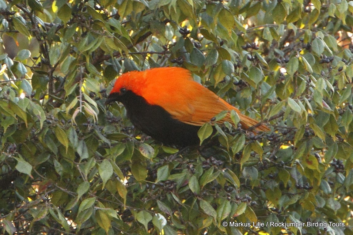 Crested Satinbird (Red) - Markus Lilje