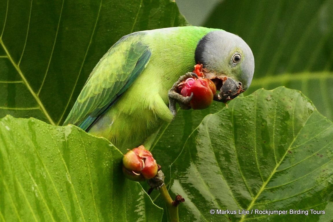 Папужець зеленошиїй - ML711125