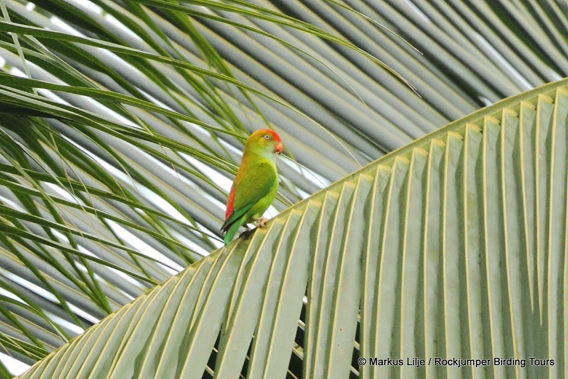 Sri Lanka Hanging-Parrot - Markus Lilje