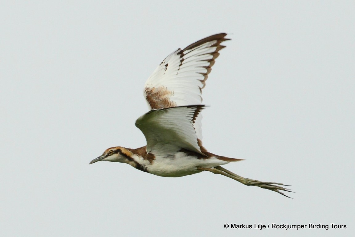 Pheasant-tailed Jacana - Markus Lilje
