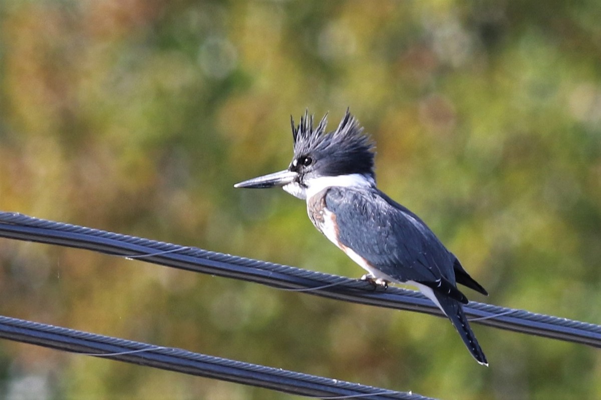 Belted Kingfisher - ML71113311
