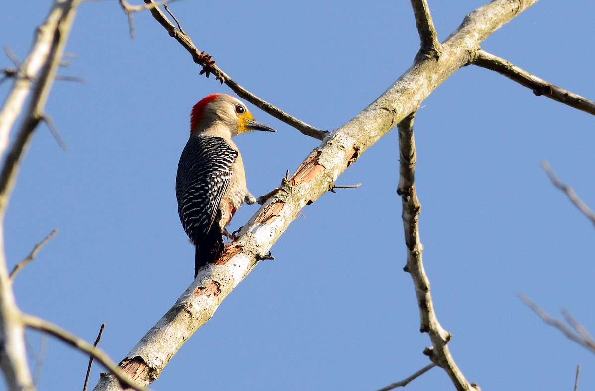 Yucatan Woodpecker - Charles Hundertmark