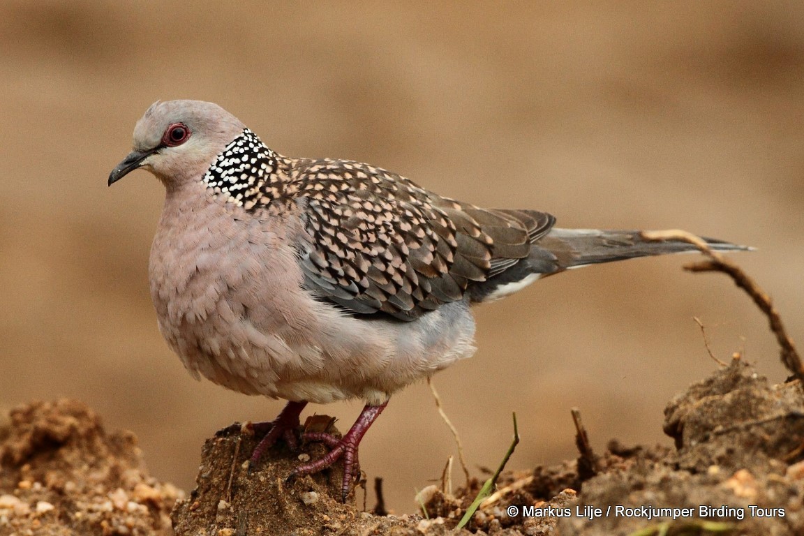 Spotted Dove (Western) - ML711137
