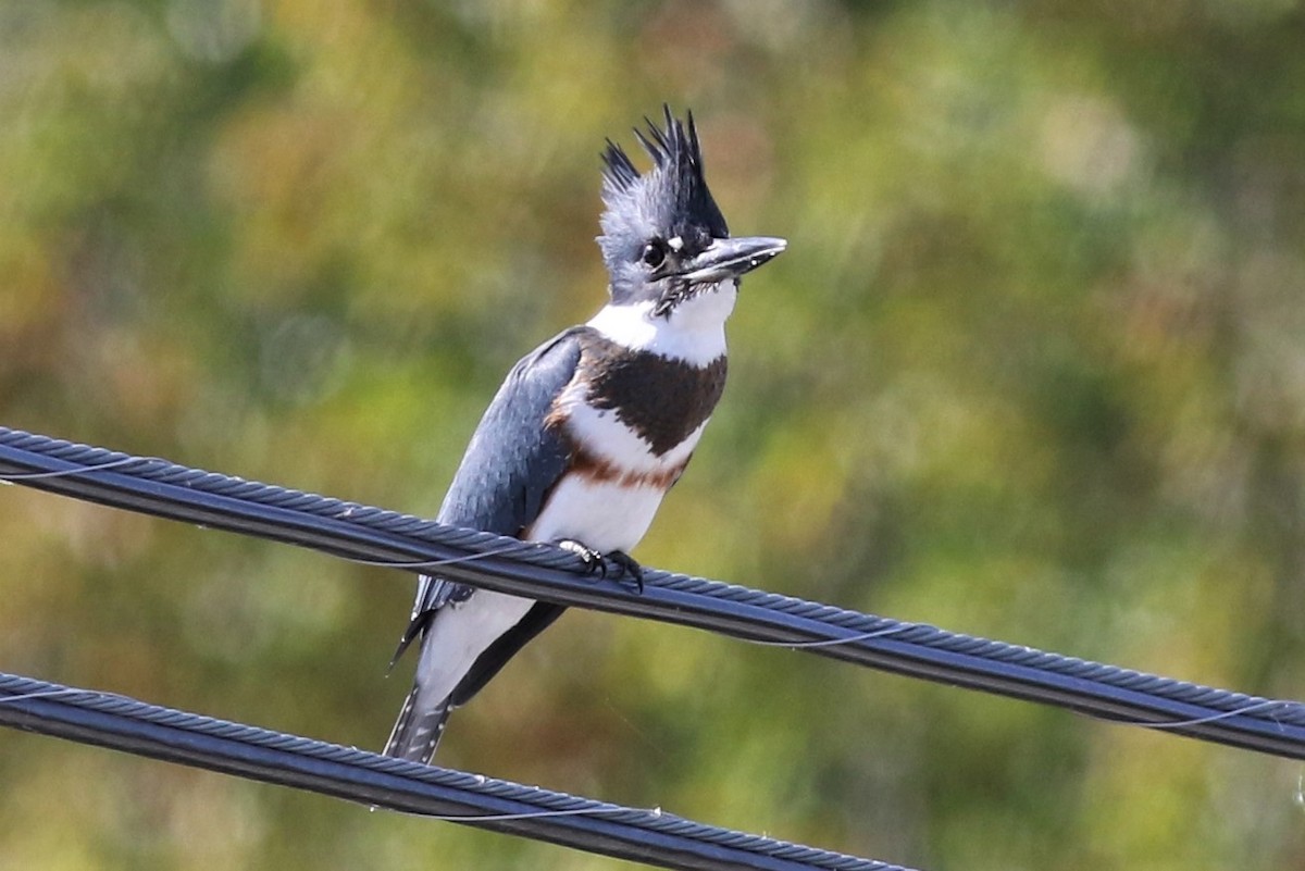 Belted Kingfisher - ML71113721
