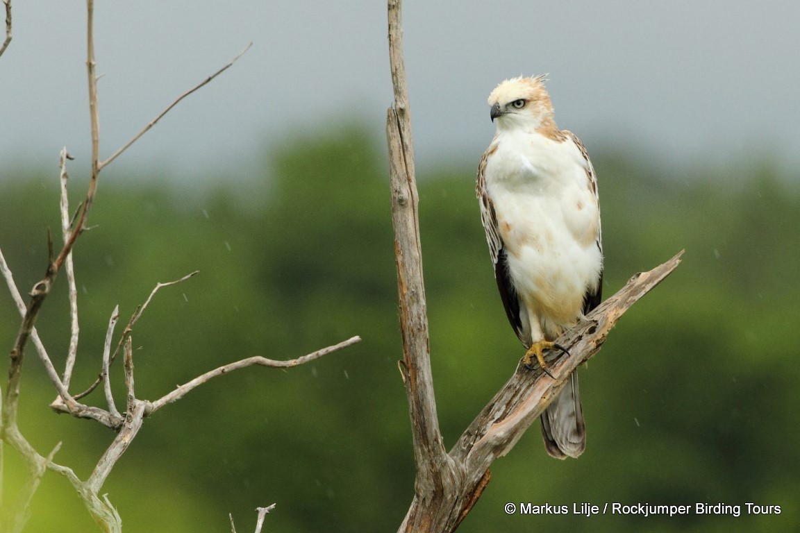 Changeable Hawk-Eagle (Crested) - ML711138